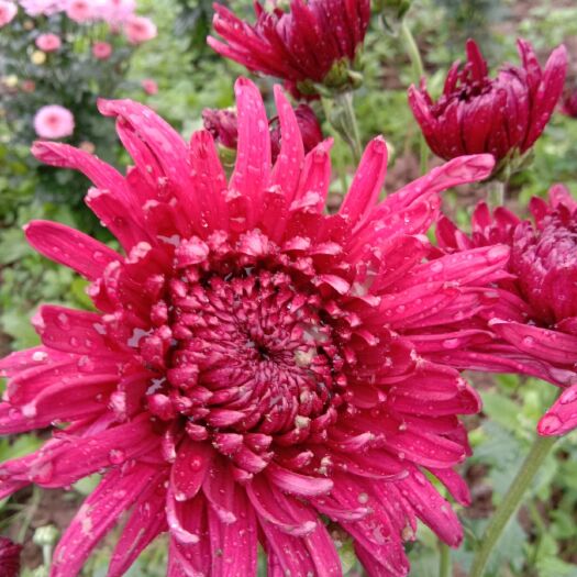 宜都市秋菊