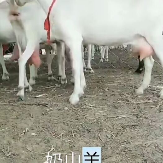 济宁奶山羊 80-110斤 