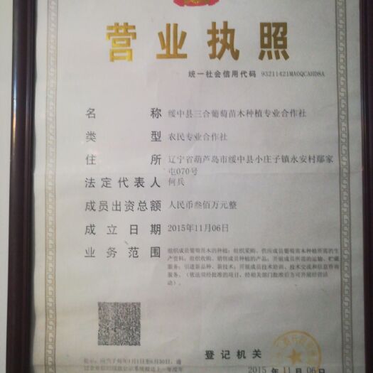 绥中县蓝宝石葡萄苗 