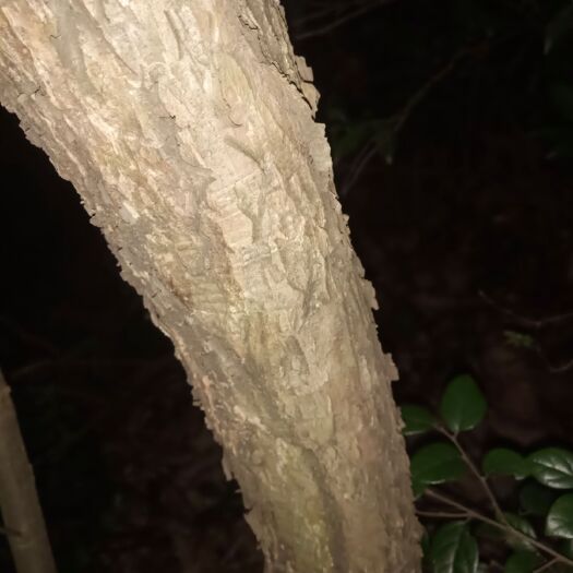 苦草 