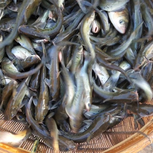 富顺县钳鱼苗