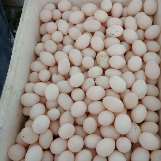 高邑县肉鸽蛋 食用 箱装 