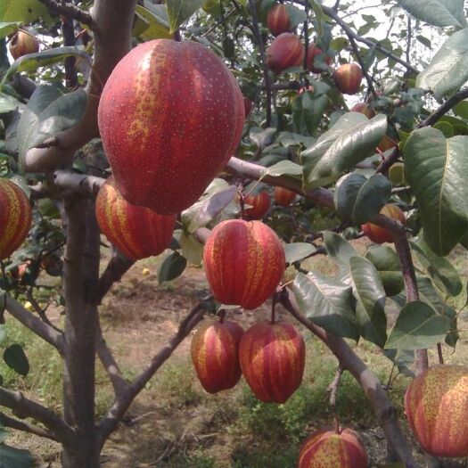 泰安早酥红梨苗  1~1.5米 免费提供种植技术