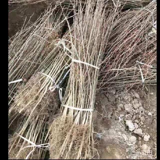 绛县皂角苗