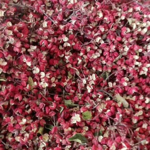 绛县无刺花椒苗成活率高，嫁接好的接花椒快