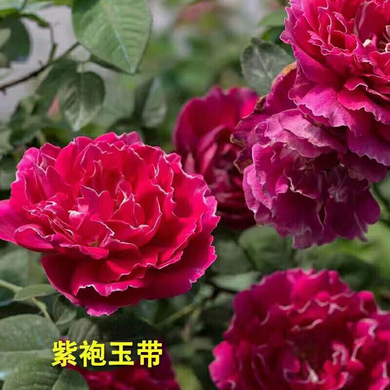 爬薔薇 