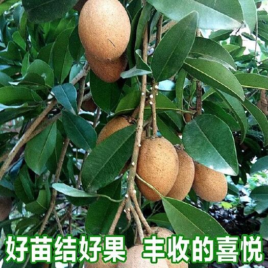 灵山县人心果树苗