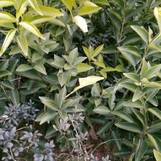 简阳市枳壳苗 嫁接药枳壳，药材