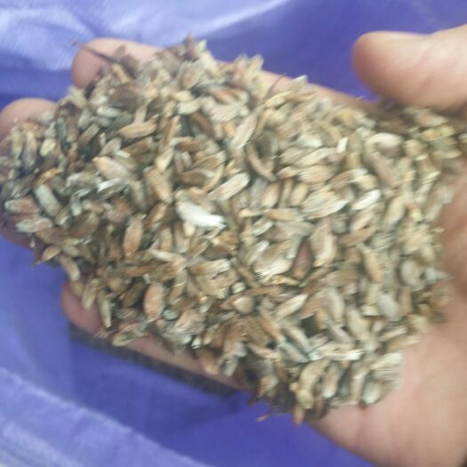 太和县白术种子