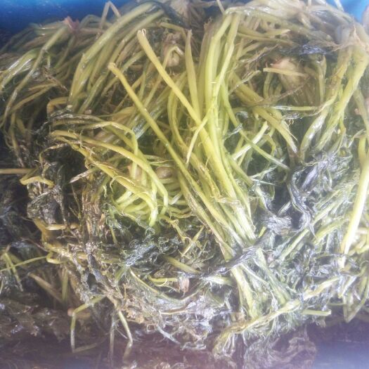 大连雪里红酸菜 