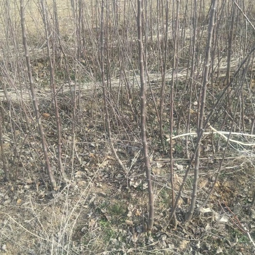 红富士苹果苗  烟福苹果苗，烟福8号，烟福10号，烟福3号，烟福6号，零号