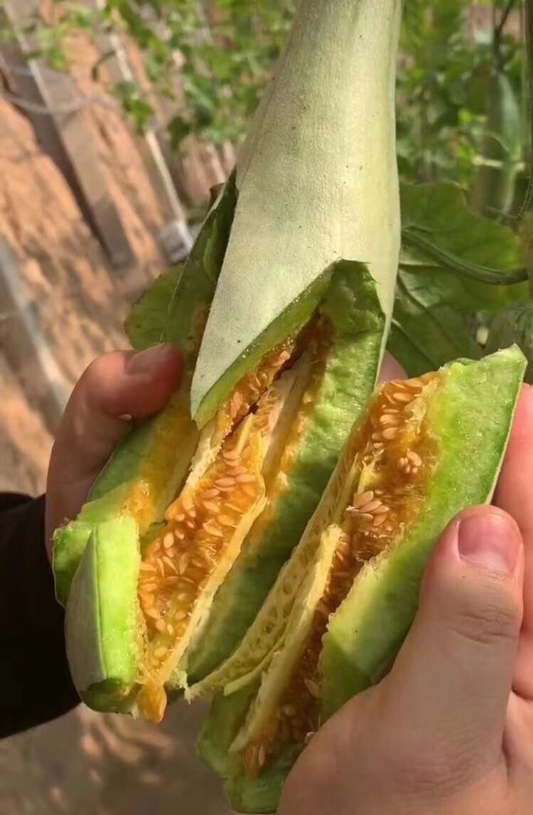 羊角脆甜瓜 精品羊角蜜