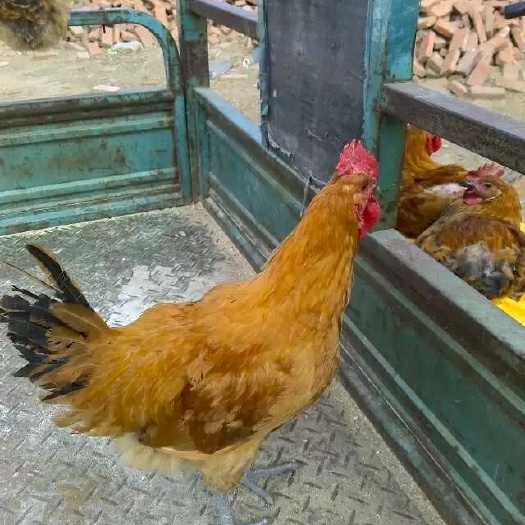 广州青脚麻鸡苗 