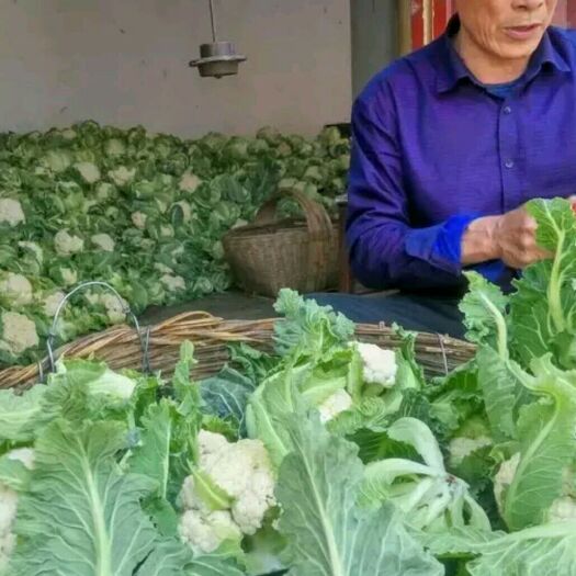 城固县白花菜花 2~3斤 紧密