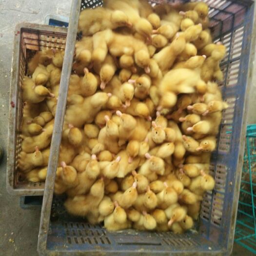 南宁樱桃谷肉鸭苗