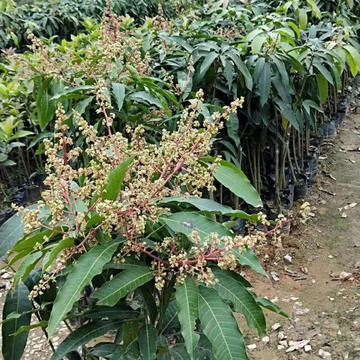 灵山县贵妃芒果苗 金煌芒果苗 嫁接 可带土发货