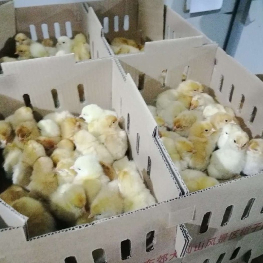 枣阳市黄羽高产蛋鸡苗 