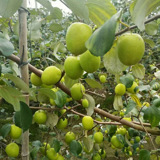 沭阳县大青枣苗 