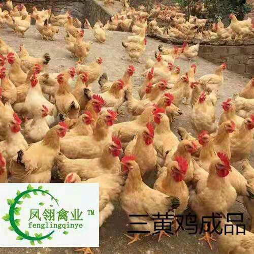 东兴市三黄鸡苗 