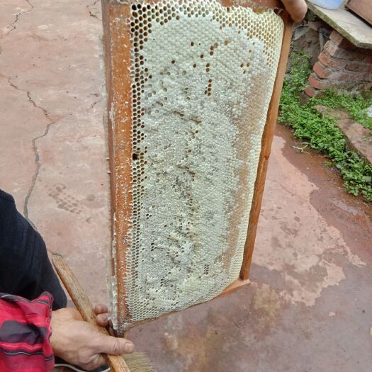 开江县土蜂蜜 塑料瓶装 2年以上  