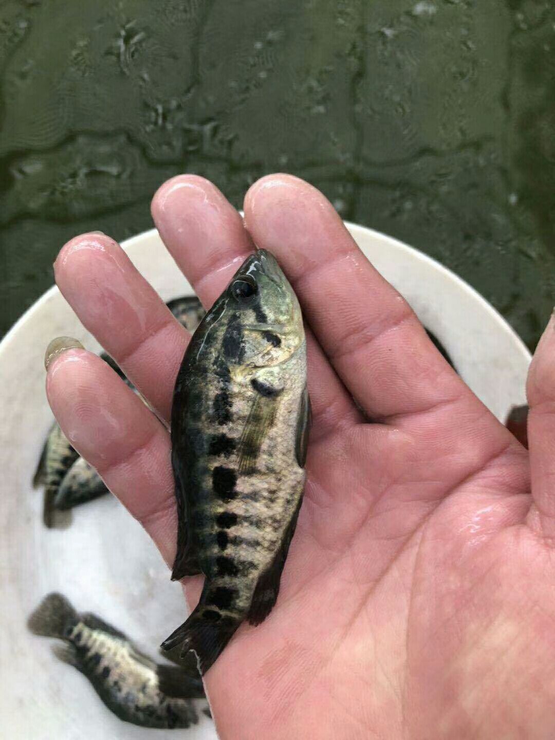 淡水石斑魚(yú)苗