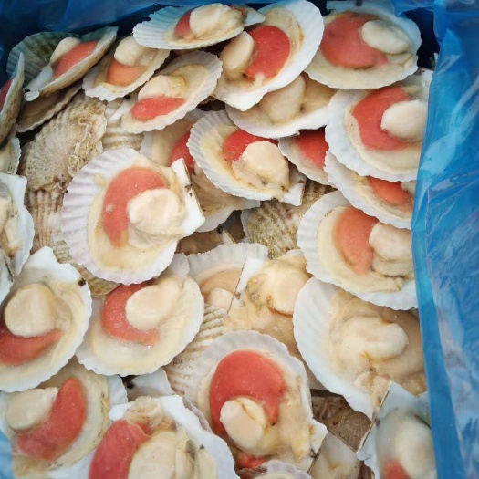 济南虾夷扇贝   原汁扇贝