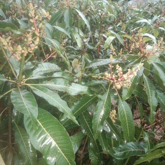 灵山县金煌芒果苗 