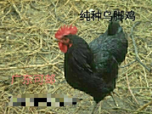 揭西县土鸡 2-3斤 统货 