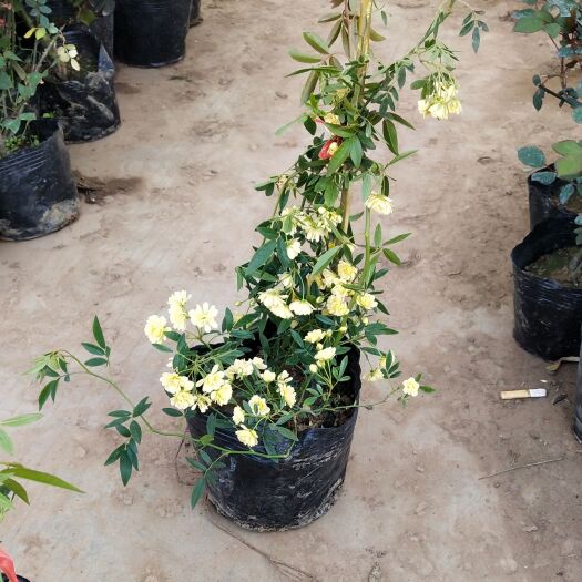 沭阳县木香花