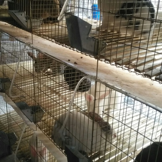 徐州肉兔 1斤以下 