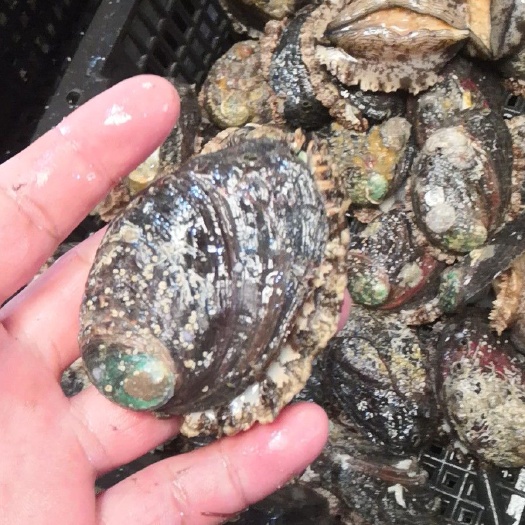 漳浦县绿盘鲍 人工养殖 