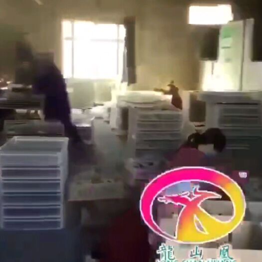 隆回县绿壳蛋鸡苗 