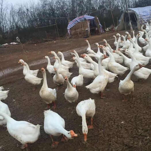 赣州大三花鹅 8-10斤 统货 半圈养半散养 