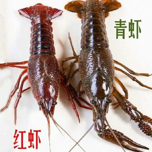 泸州青壳小龙虾 4-6钱 人工养殖 