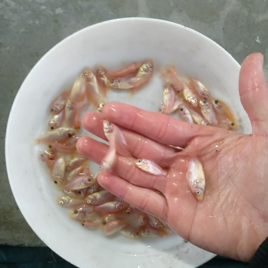 广州红罗非鱼苗  优质 彩虹绸鱼苗现货供应 易养高产