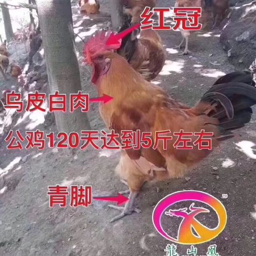 邵阳绿壳蛋鸡苗 