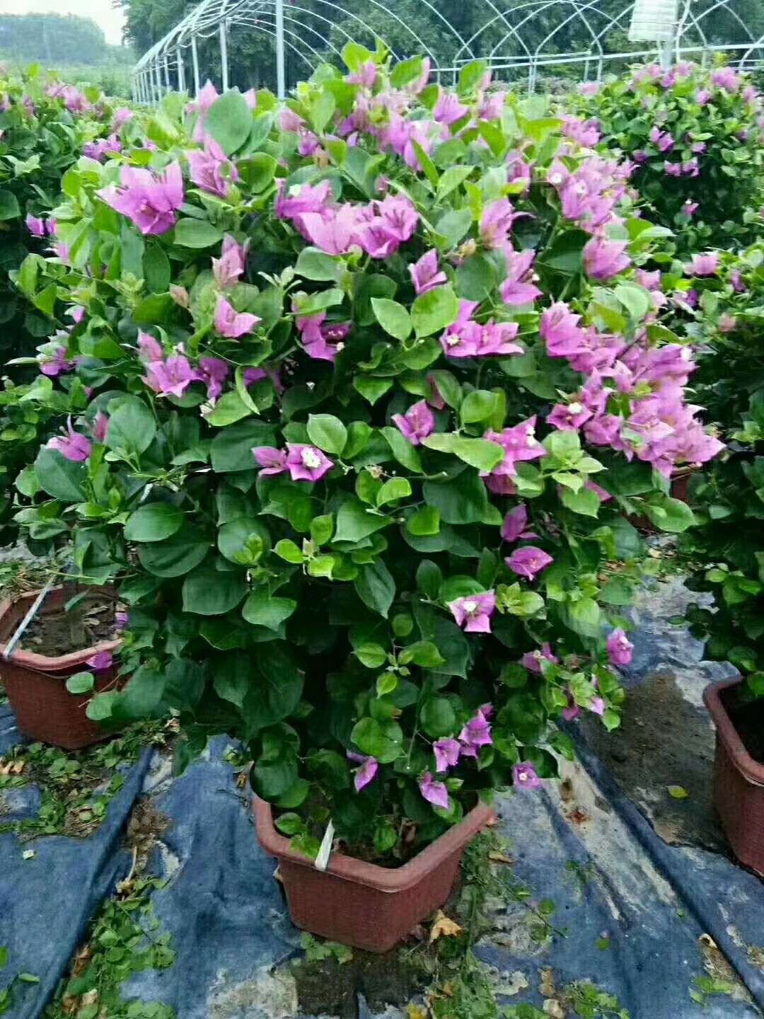 国旗红三角梅 1.0~1.5米 