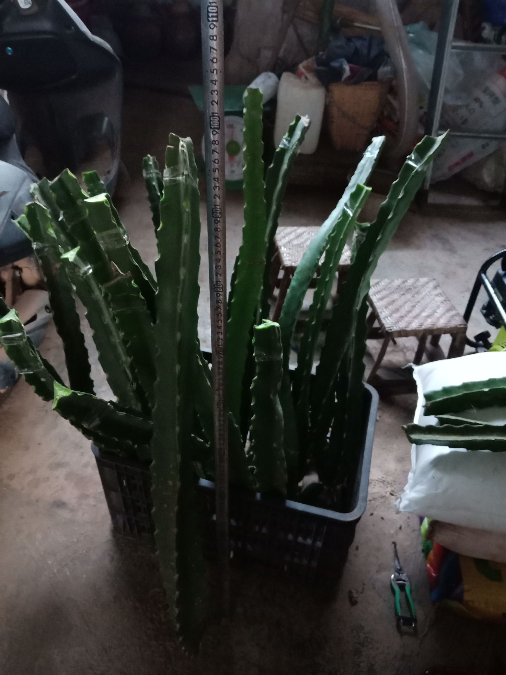 厄瓜多尔黄龙苗