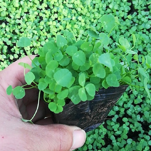 青州市地被植物 