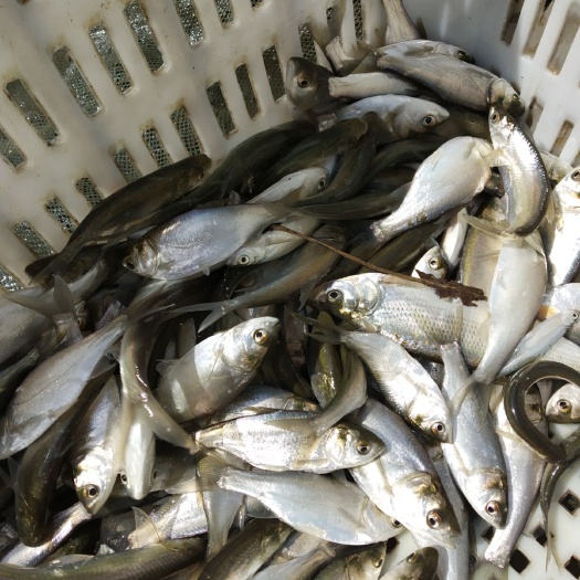 颍上县白鲢鱼  苗 白鲢夏花 白鲢苗1000～2000尾