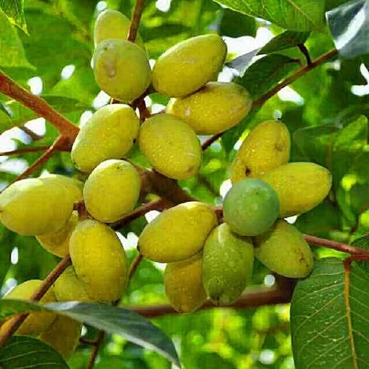 灵山县黄橄榄苗