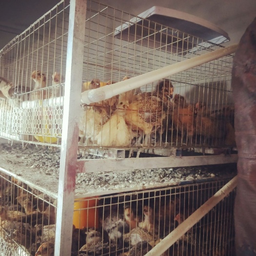 城固县土鸡 2斤以下 统货 