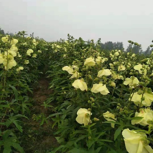 大荔县蜀葵花 