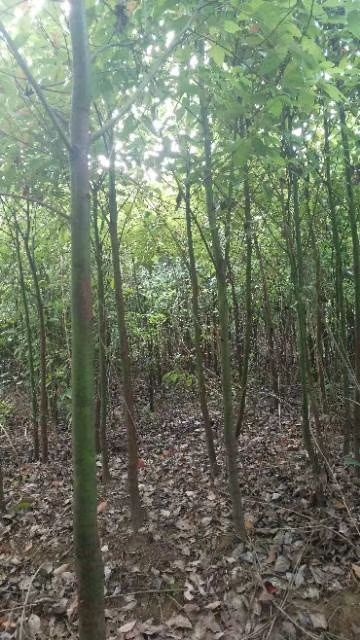九江全冠香樟 
