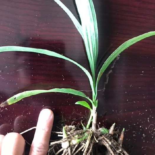 正安县紫花白芨苗 