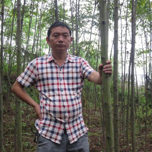 江津供应栾树  1— 6公分 规格齐全 树质优良 含技术指导