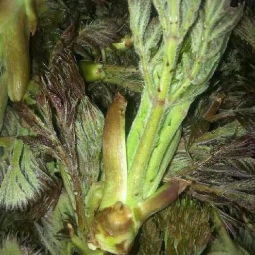 丹东蒲公英（鲜食） 