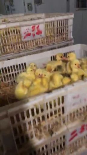 嘉祥县白鹅苗 