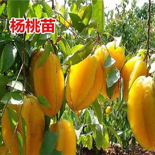 灵山县甜杨桃树 