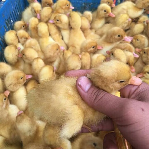 南宁桂柳鸭苗